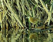 Little Crake