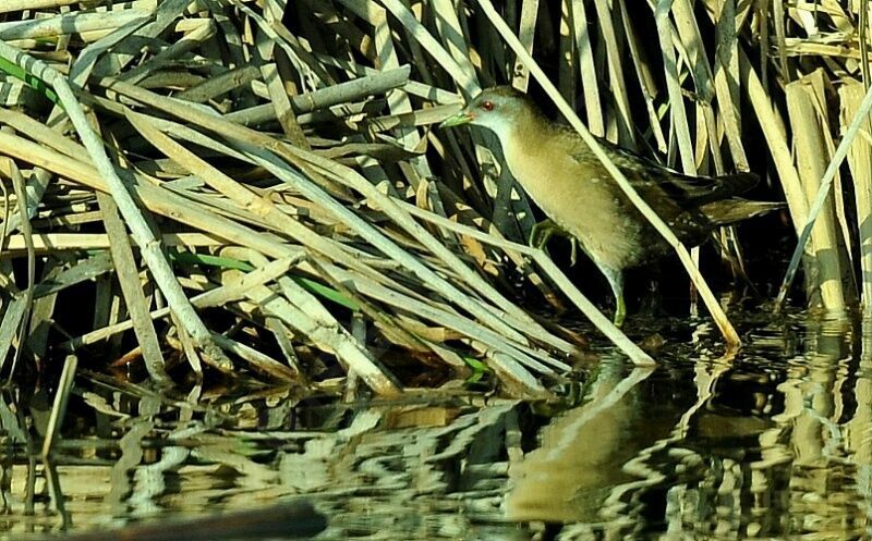 Little Crake