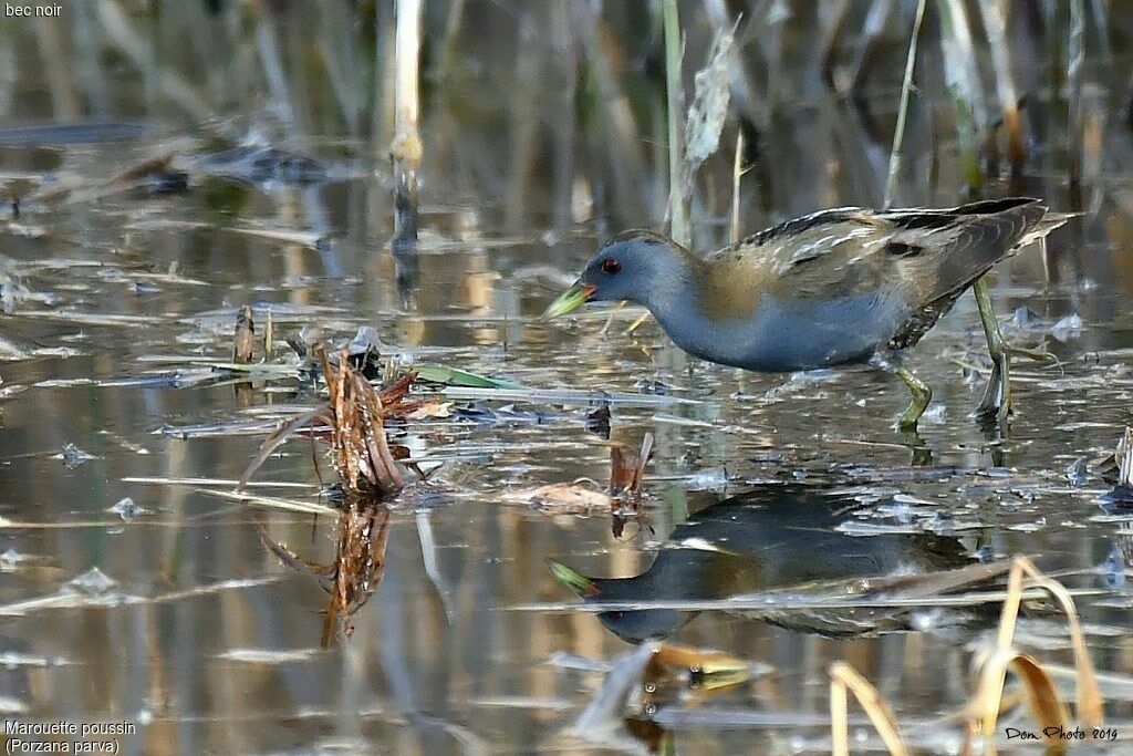 Little Crake male, walking, eats