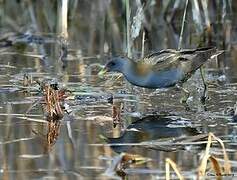 Little Crake