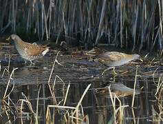 Little Crake