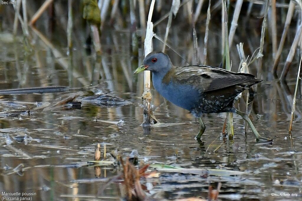 Little Crake