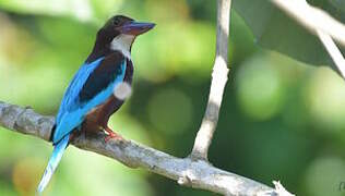 White-throated Kingfisher