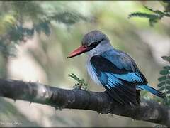 Woodland Kingfisher