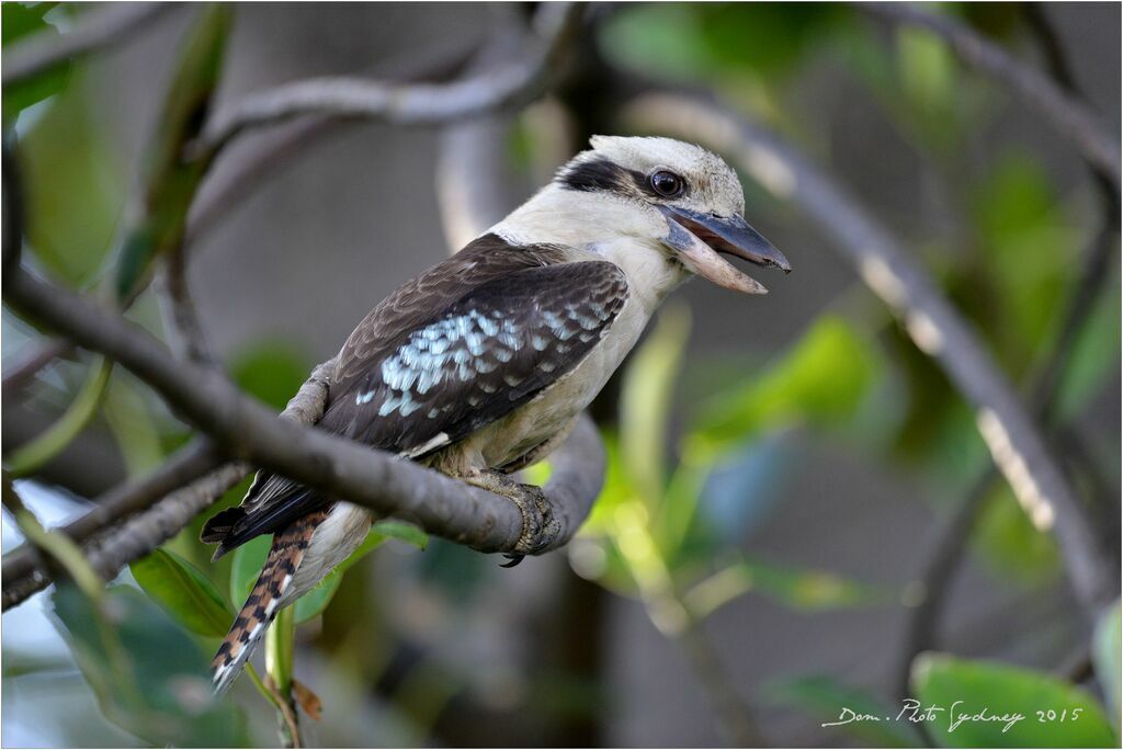 Laughing Kookaburra