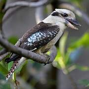 Laughing Kookaburra