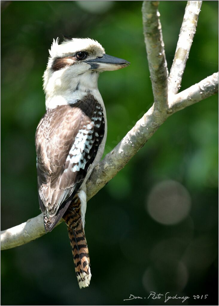 Laughing Kookaburra