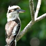 Laughing Kookaburra