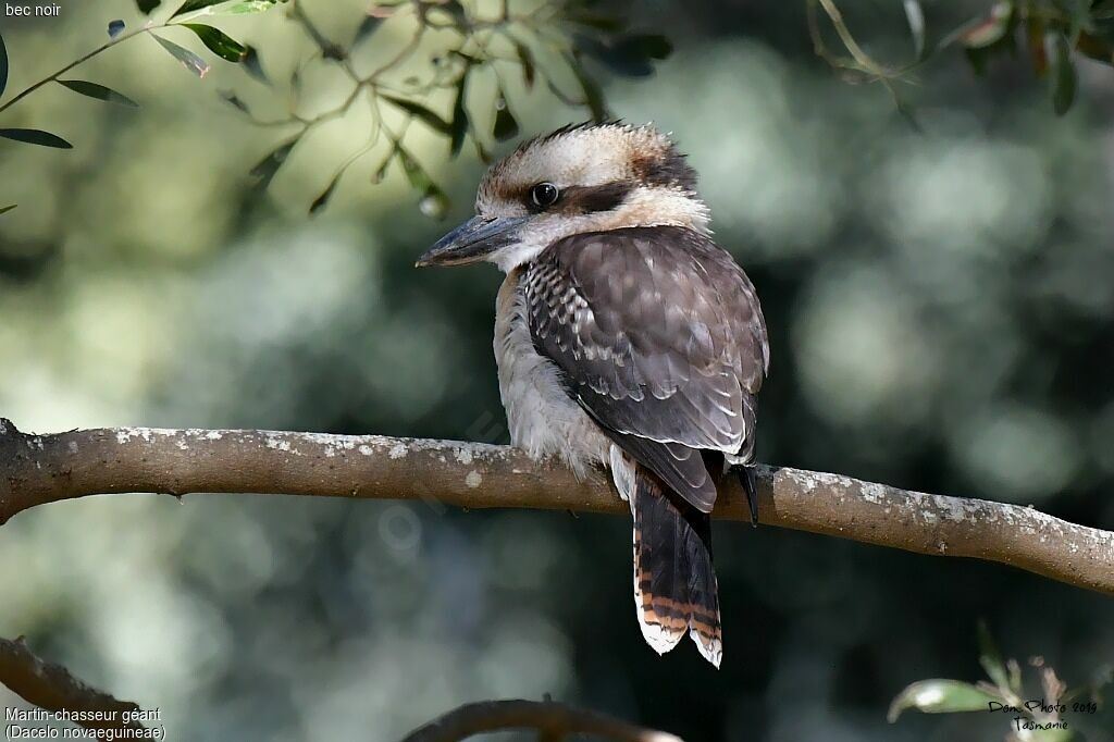 Laughing Kookaburra