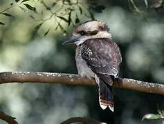 Laughing Kookaburra