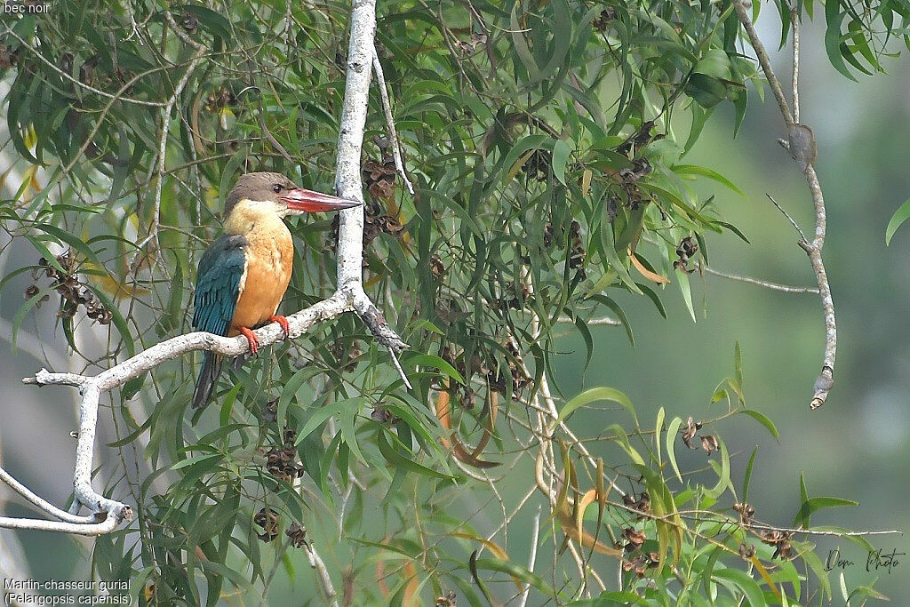 Stork-billed Kingfisher