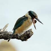 Sacred Kingfisher