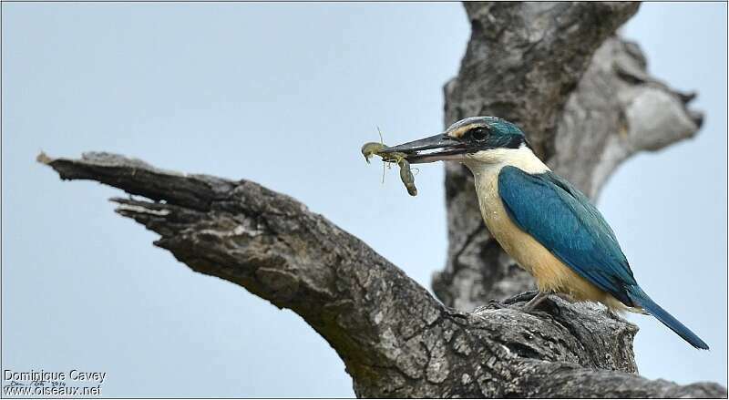 Sacred Kingfisheradult, feeding habits