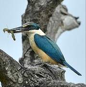 Sacred Kingfisher