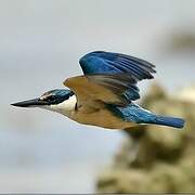 Sacred Kingfisher