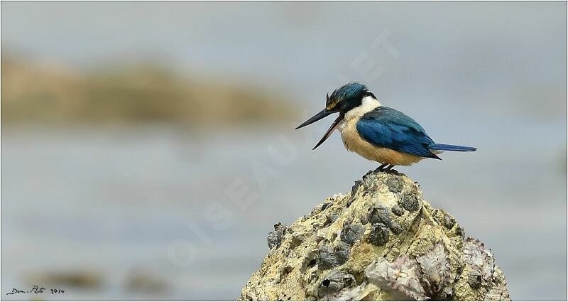 Sacred Kingfisher