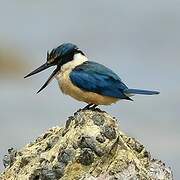 Sacred Kingfisher