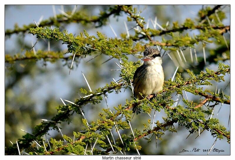 Striped Kingfisher