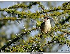 Striped Kingfisher