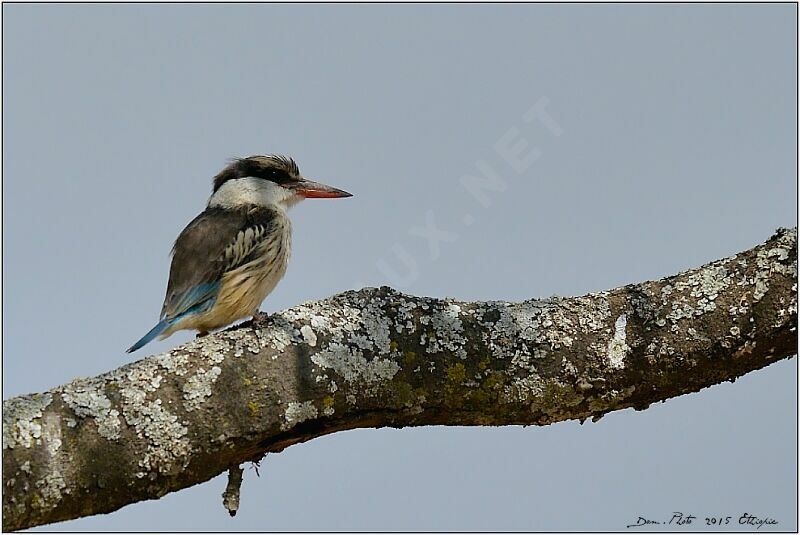 Striped Kingfisher