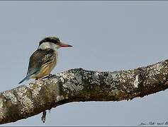 Striped Kingfisher