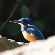 Half-collared Kingfisher