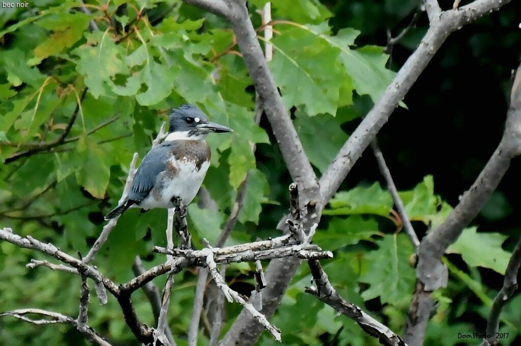 Belted Kingfisher