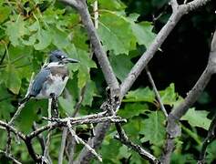 Belted Kingfisher