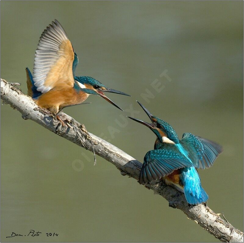 Common Kingfisher