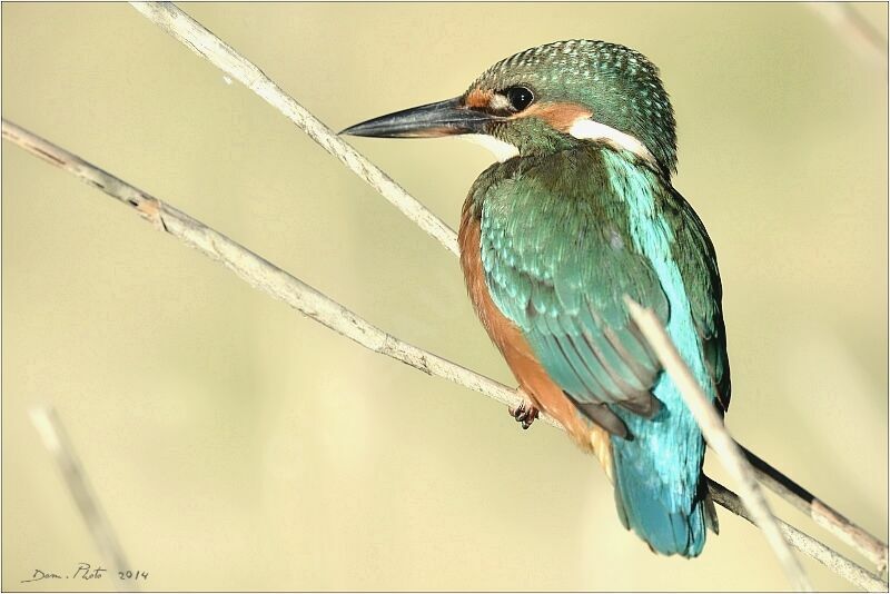 Common Kingfisher