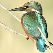 Common Kingfisher