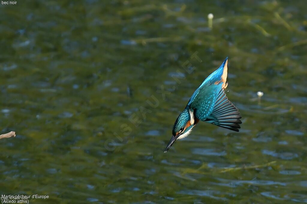 Common Kingfisher