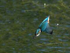 Common Kingfisher