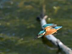 Common Kingfisher