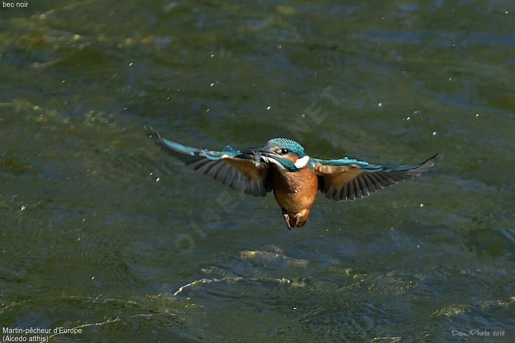 Martin-pêcheur d'Europe