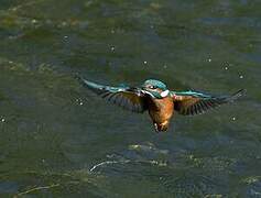 Common Kingfisher