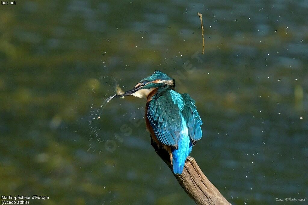 Common Kingfisher