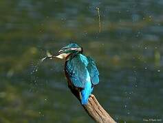 Common Kingfisher