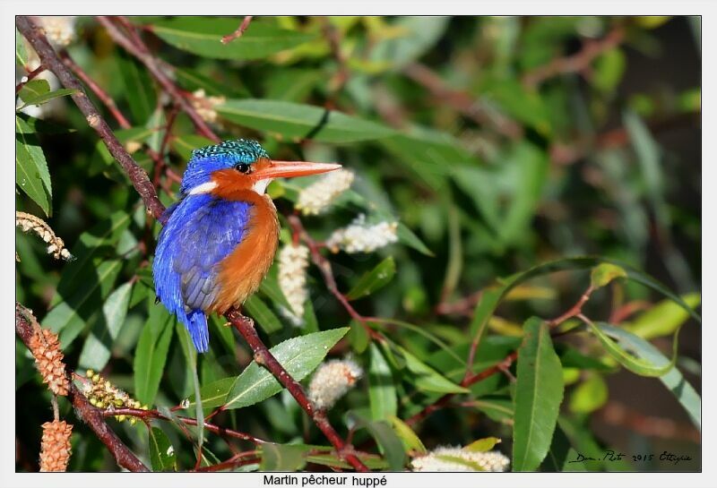 Malachite Kingfisher