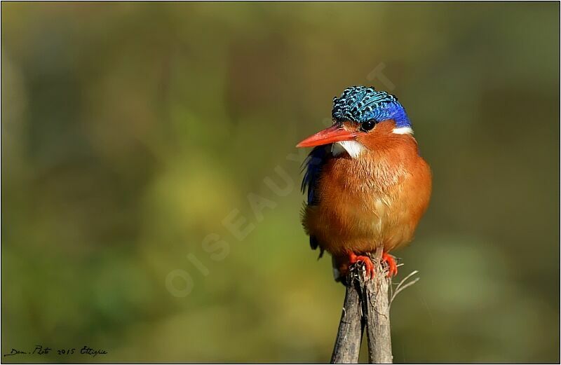 Malachite Kingfisher