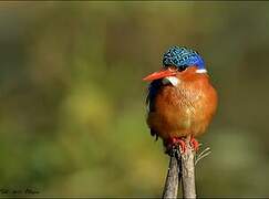 Malachite Kingfisher