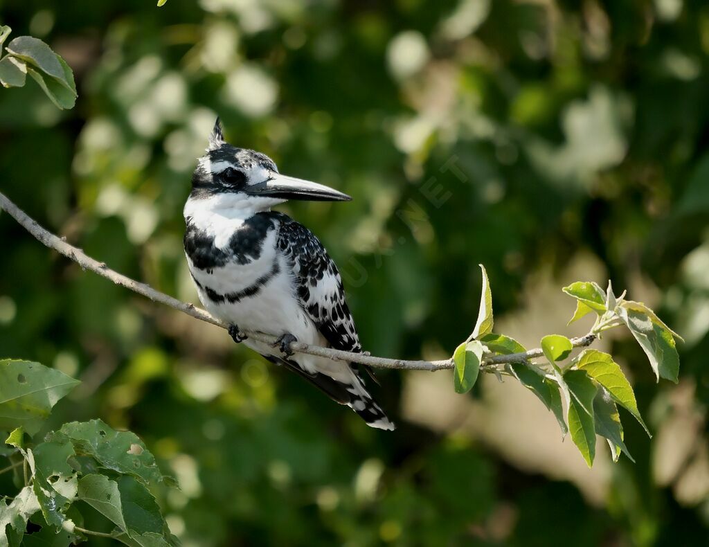 Pied Kingfisher