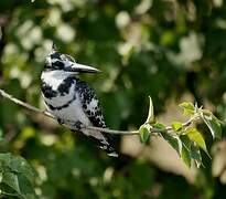 Pied Kingfisher