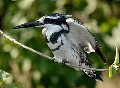 Pied Kingfisher