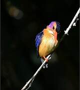 African Pygmy Kingfisher