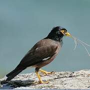 Common Myna