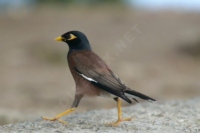 Common Myna