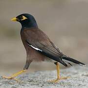 Common Myna