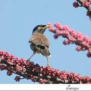 Common Myna