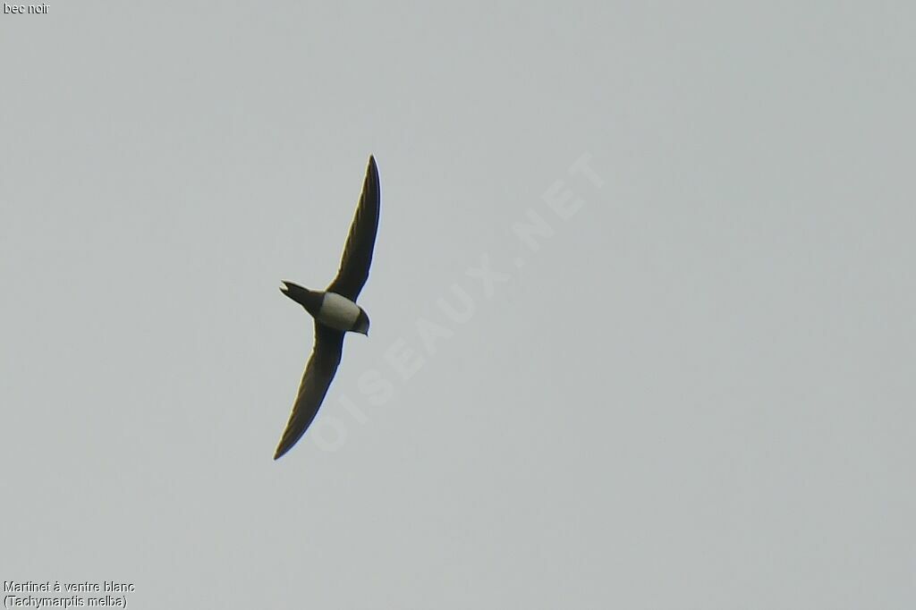 Alpine Swift